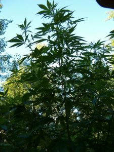 marijuana plant outside, image showing bottom side of canopy